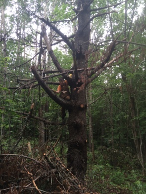 Tree climbing...oh yeh!